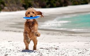 long-coated dog stands biting blue throw disc on white sand during daytime